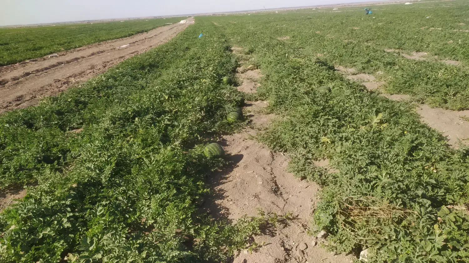 به تعدادی کارگر اتباع افغانی جهت کار شریکی کشاورزی|استخدام صنعتی، فنی، مهندسی|ایرانشهر, |دیوار