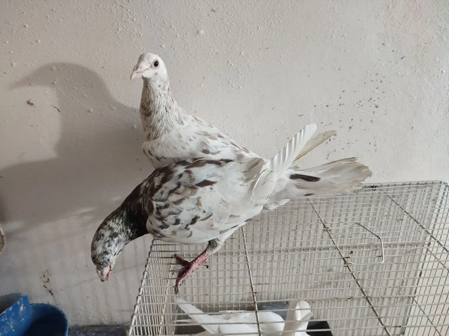 کبوتر سار|پرنده|گرگان, |دیوار