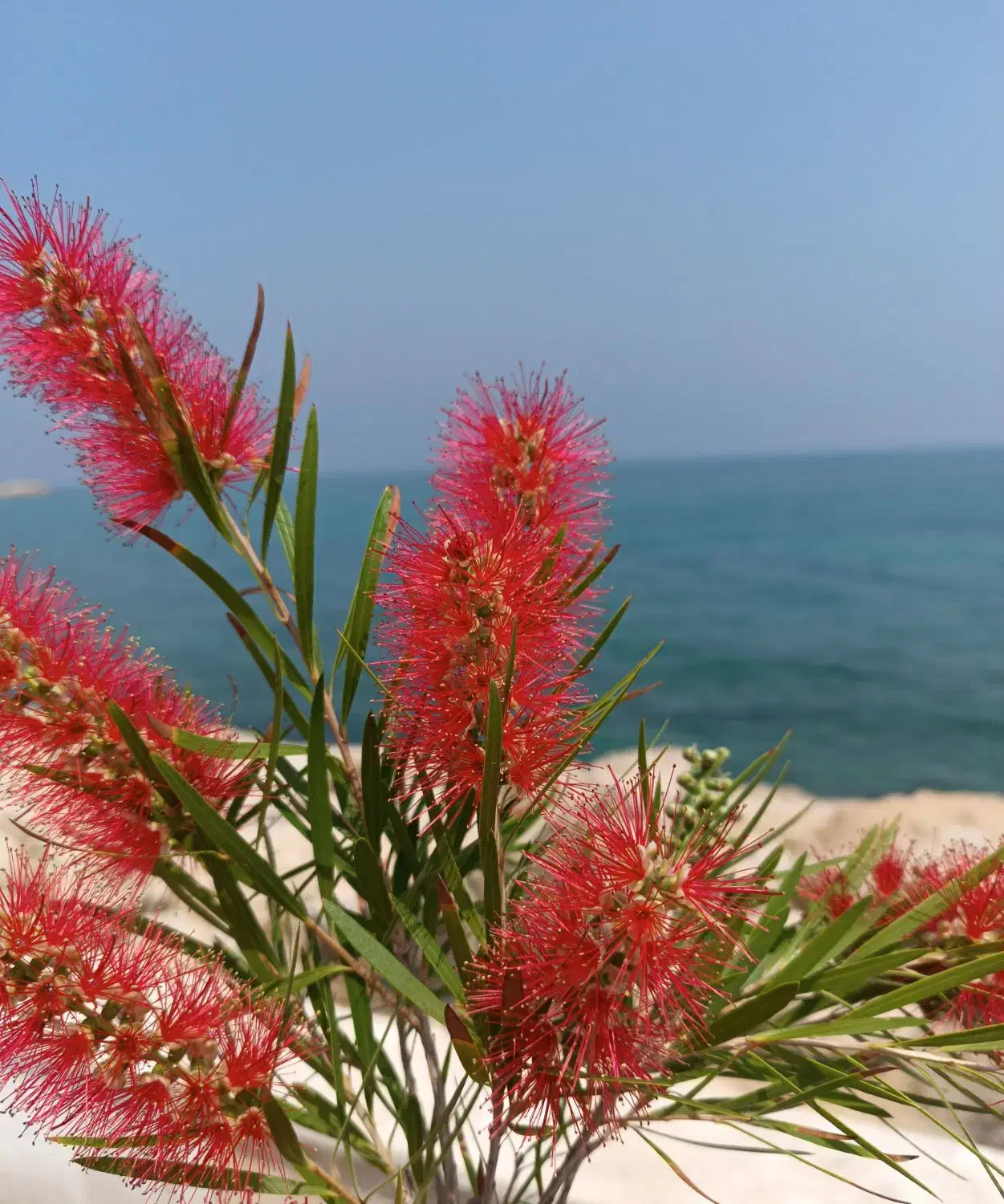 سمند1404 XU7p|خودرو سواری و وانت|تبریز, |دیوار