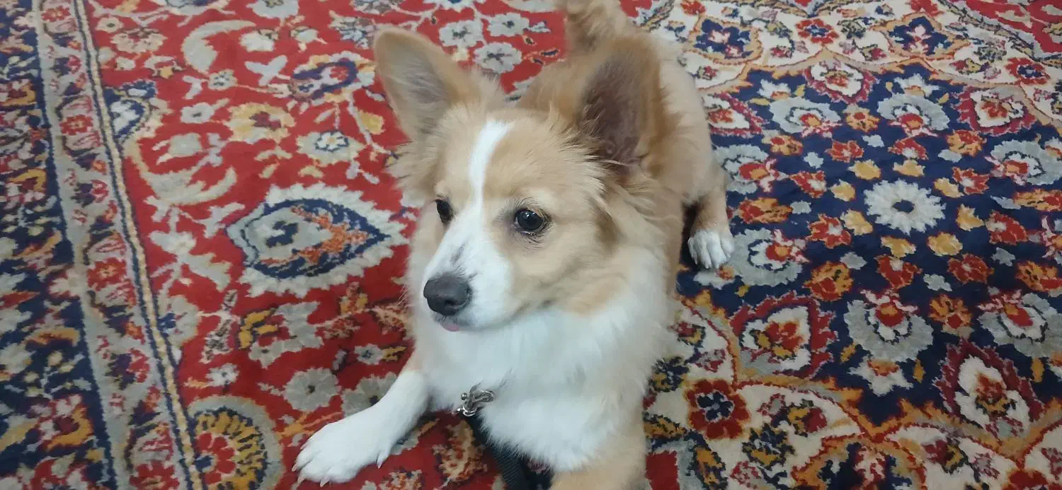 سگ ماده|سگ|پاکدشت, پاکدشت (مامازند)|دیوار