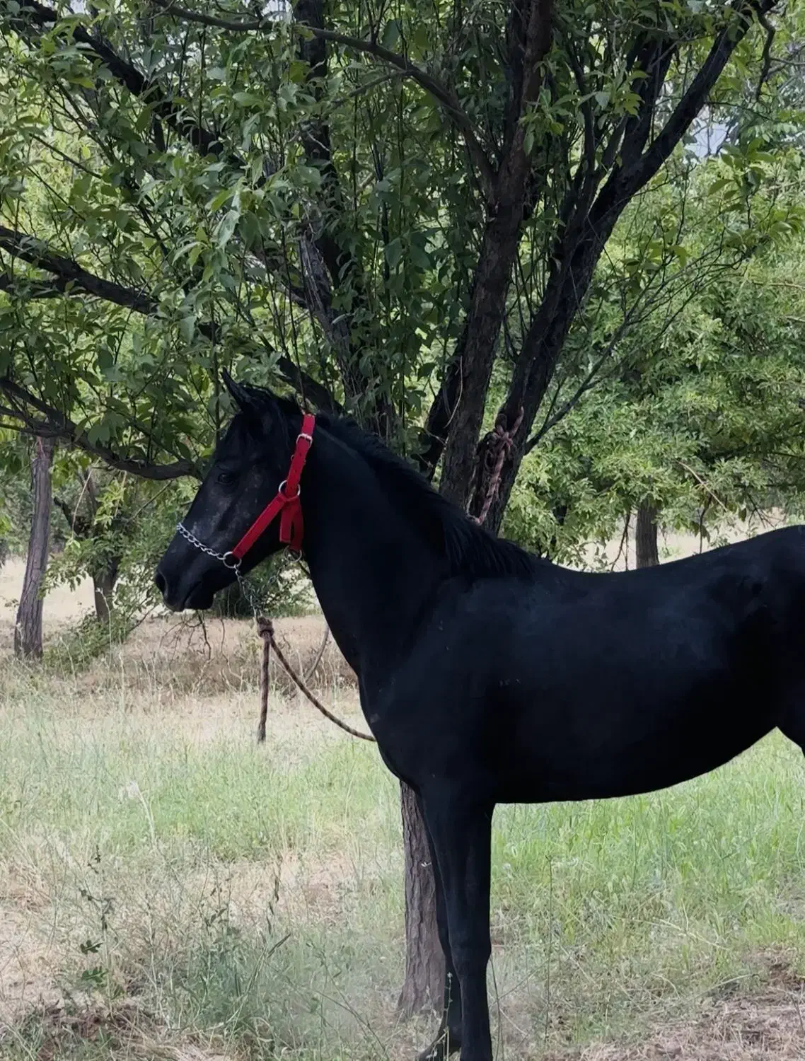 کره مادیان مشکی ۱۸ماه|اسب و تجهیزات اسبسواری|تویسرکان, |دیوار