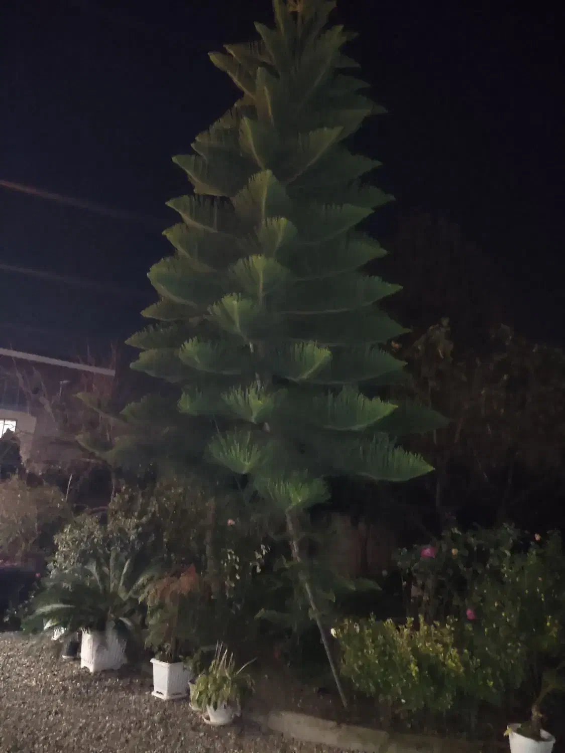 کاج مطبق|گل و گیاه طبیعی|رحیمآباد, |دیوار