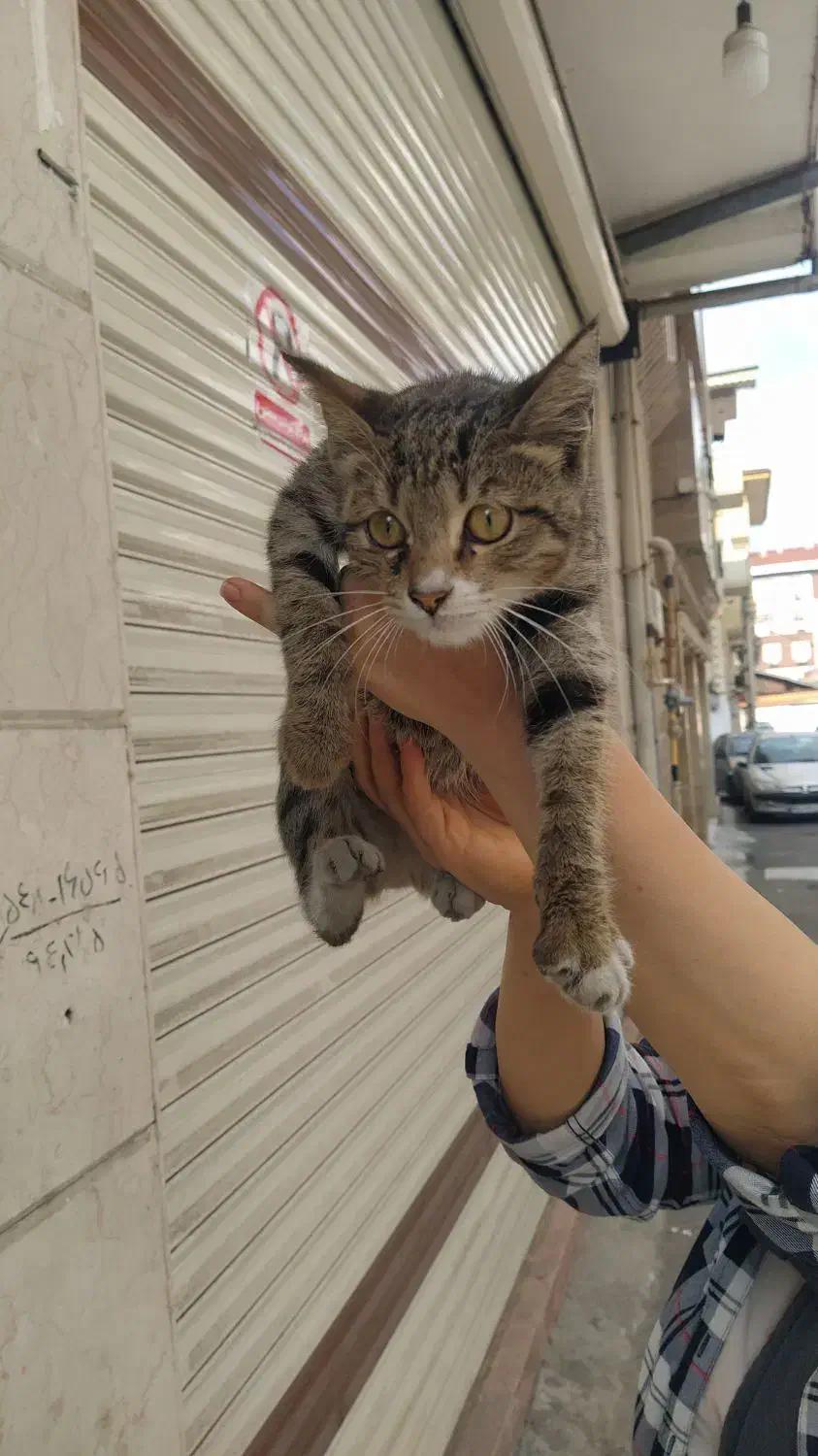 واگذاری رایگان گربه ماده سه ماهه|گربه|رشت, نیکمرام|دیوار