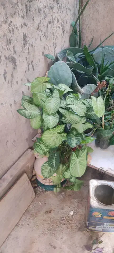 استخدام نظافت چی خانوم|استخدام سرایداری و نظافت|کرمانشاه, |دیوار