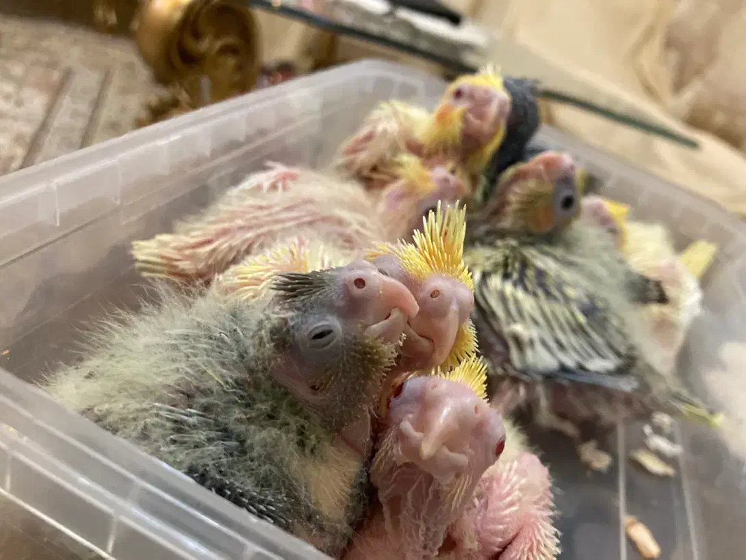 عروس هلندی سرلاکی در رنگ بندی(مولد و بالغ)|پرنده|رشت, یخسازی|دیوار