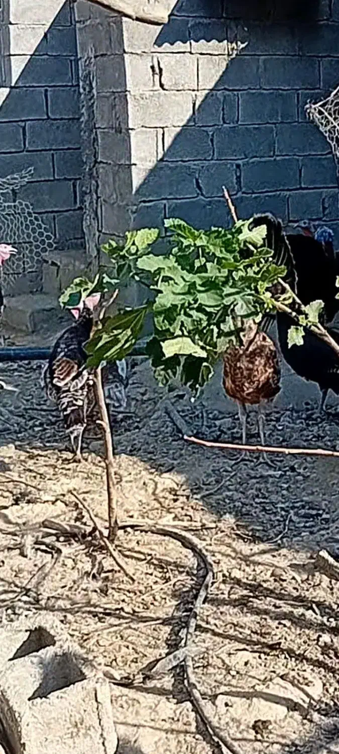 فروش بوقلمون ماده ونر ماده تخم گذار|حیوانات مزرعه|دهدشت, |دیوار