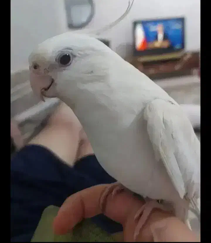 عروس هلندی آلبینو|پرنده|چهاردانگه (تهران), |دیوار