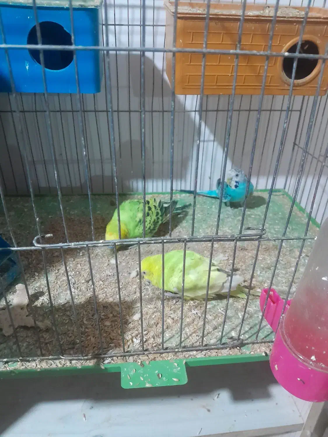 مرغ عشق|پرنده|اصفهان, پارک سلمان فارسی|دیوار