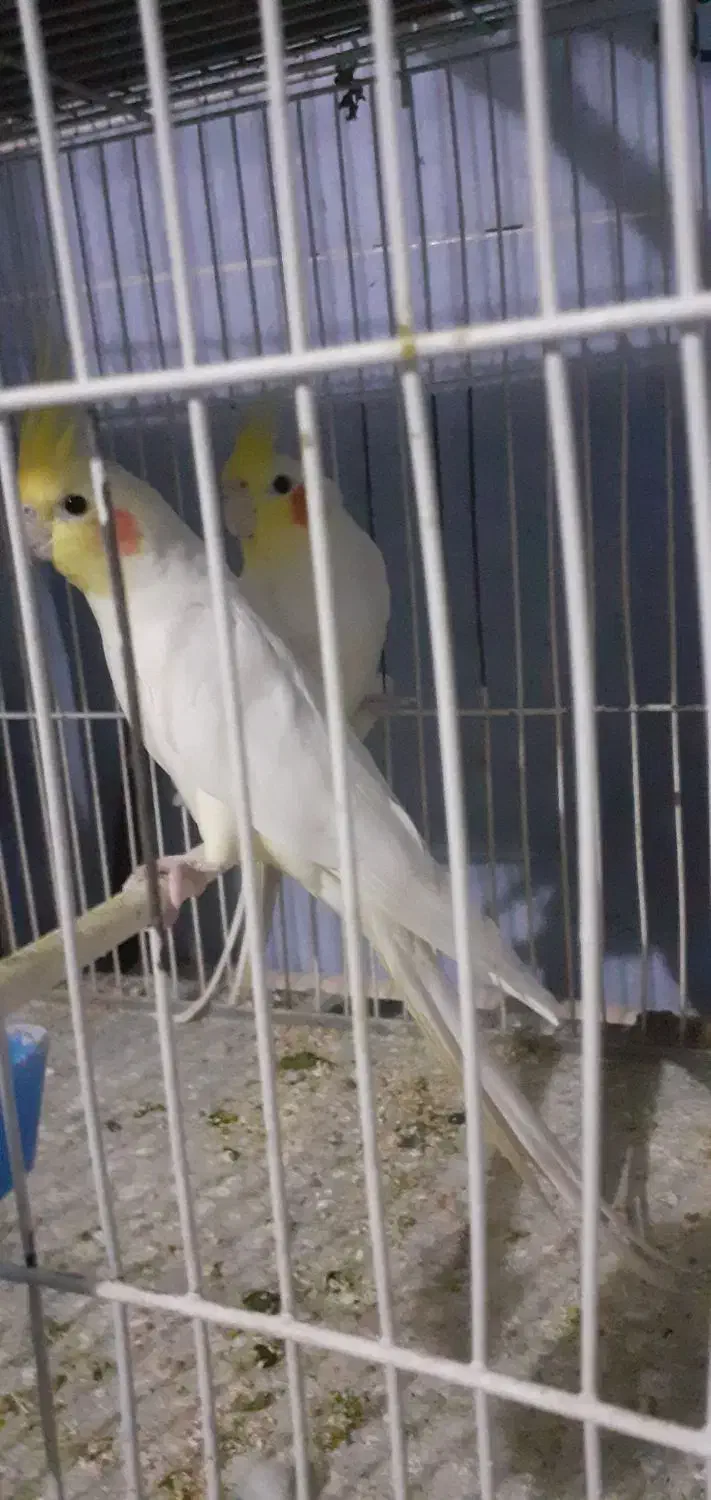 عروس|پرنده|تبریز, |دیوار