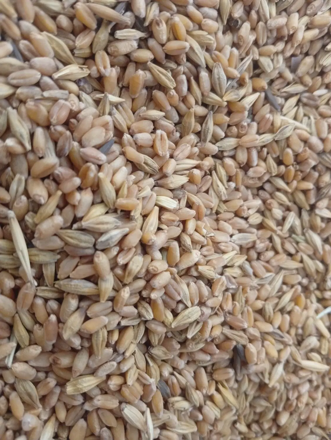 گندم|خوردنی و آشامیدنی|حمیدیه, |دیوار