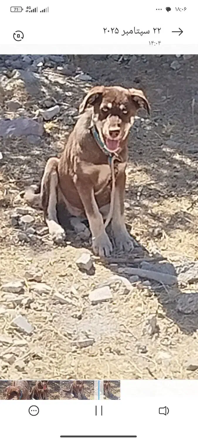 سگ نژاد دار|سگ|دهگلان, |دیوار