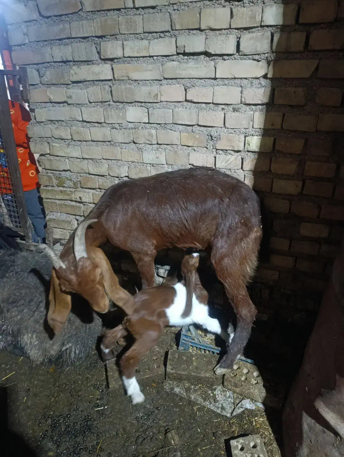 2 بز و بزغاله هاشون ...1 بز ابستن|حیوانات مزرعه|کارون, |دیوار