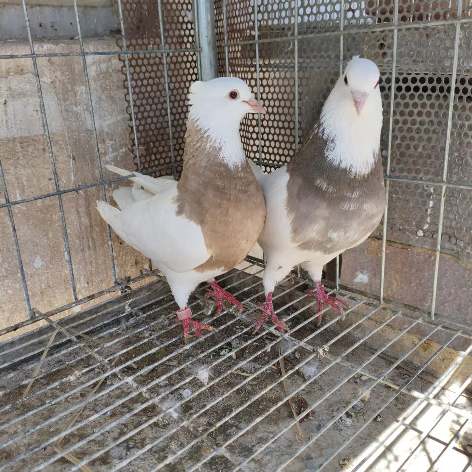 طوقی|پرنده|مبارکه, |دیوار