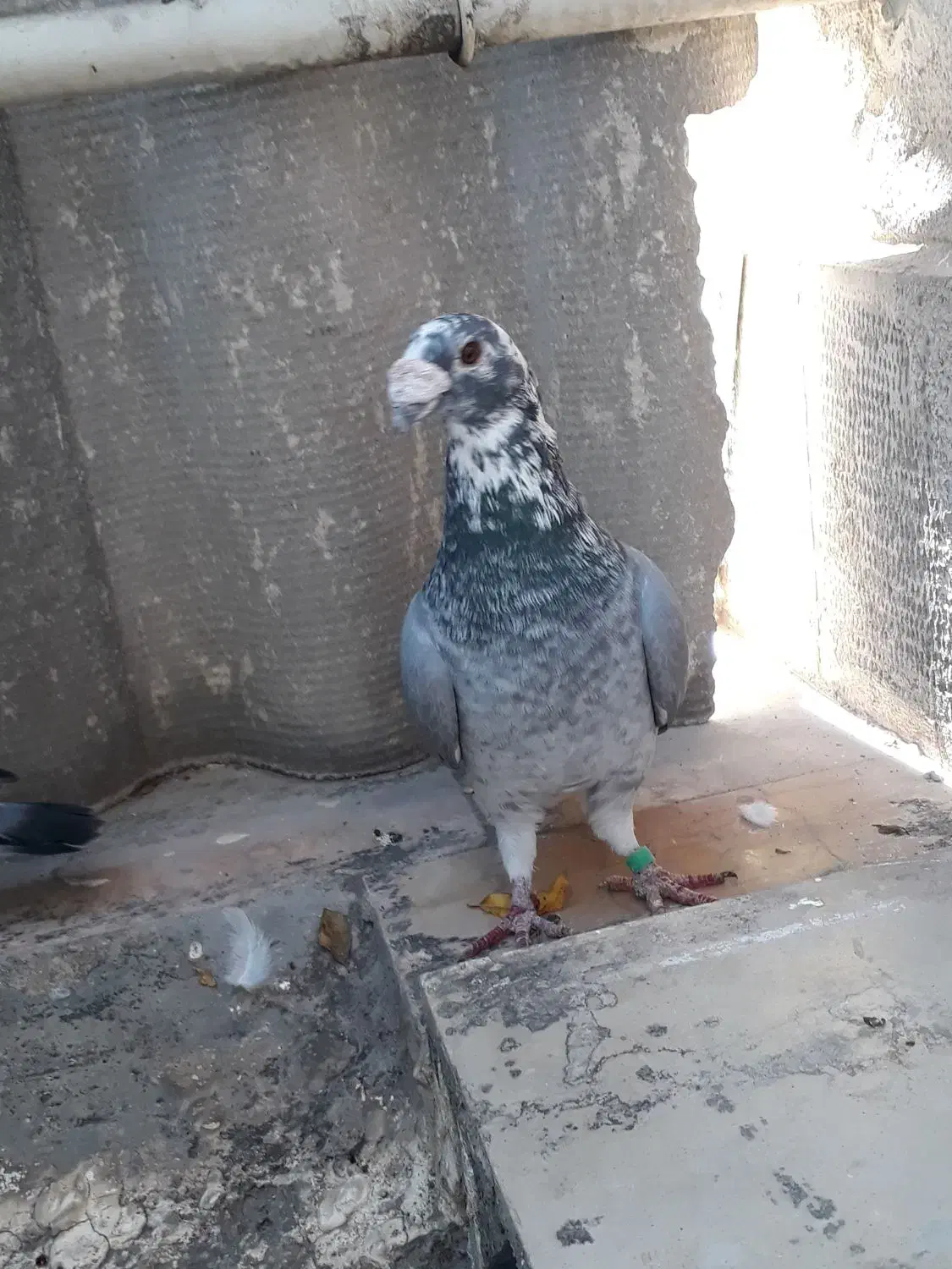 کبوتر دورگ|پرنده|گرگان, |دیوار