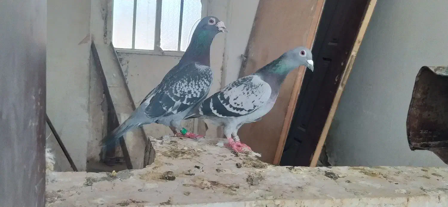 آینه کبوتر|آینه|مشهد, خلق آباد سفلی|دیوار