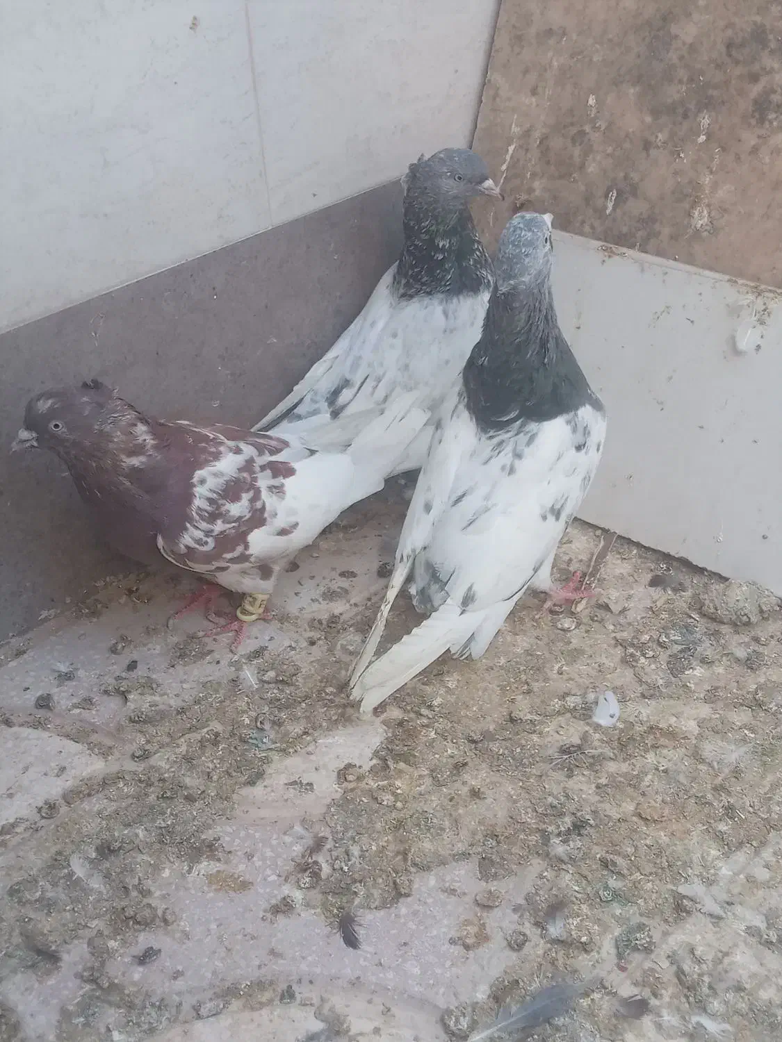 کبوتر|پرنده|شیراز, کرونی(خاتونک)|دیوار