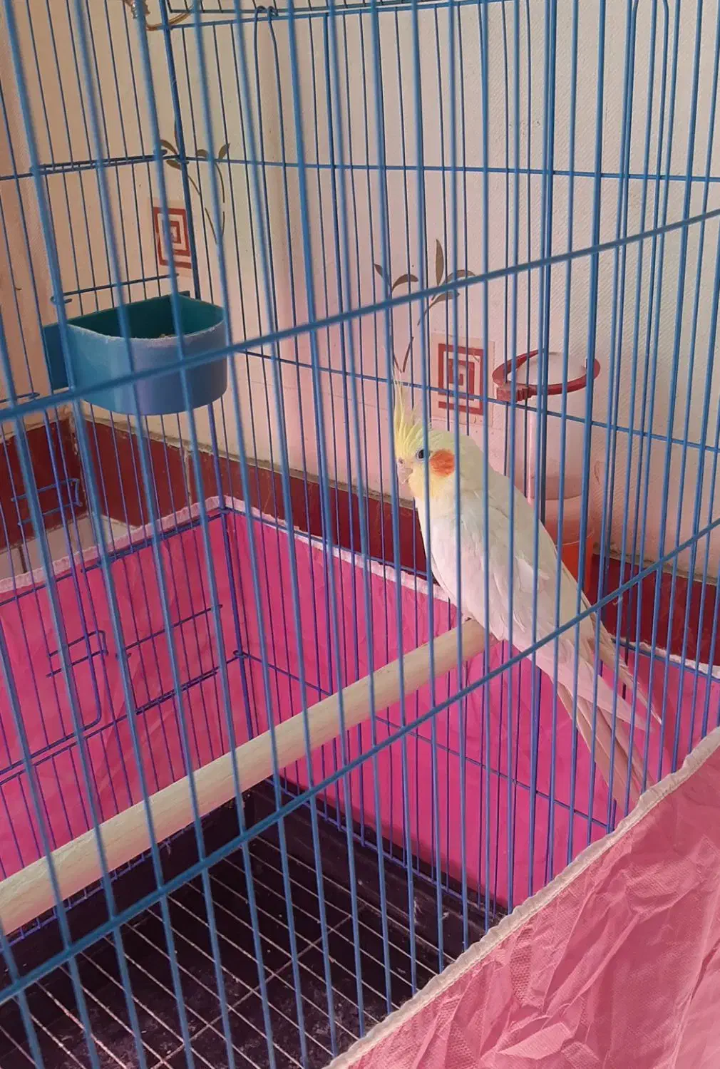 عروس هلندی|پرنده|بروجن, |دیوار