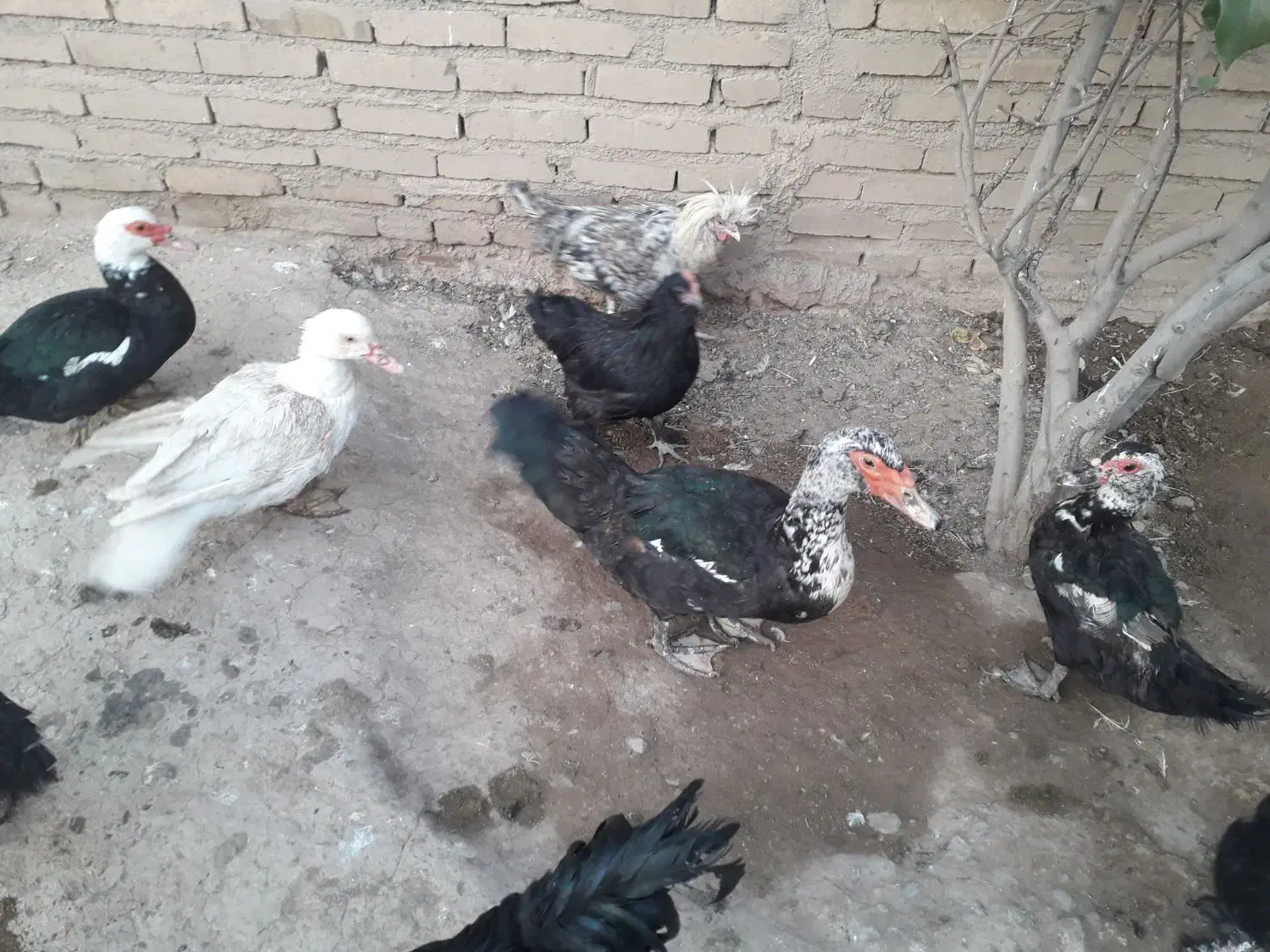 انواع حیوانات خانگی|حیوانات مزرعه|مرند, |دیوار