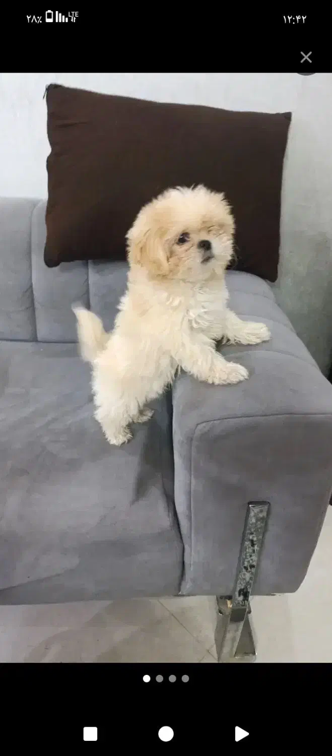 سگ گوگولی|سگ|مریوان, |دیوار