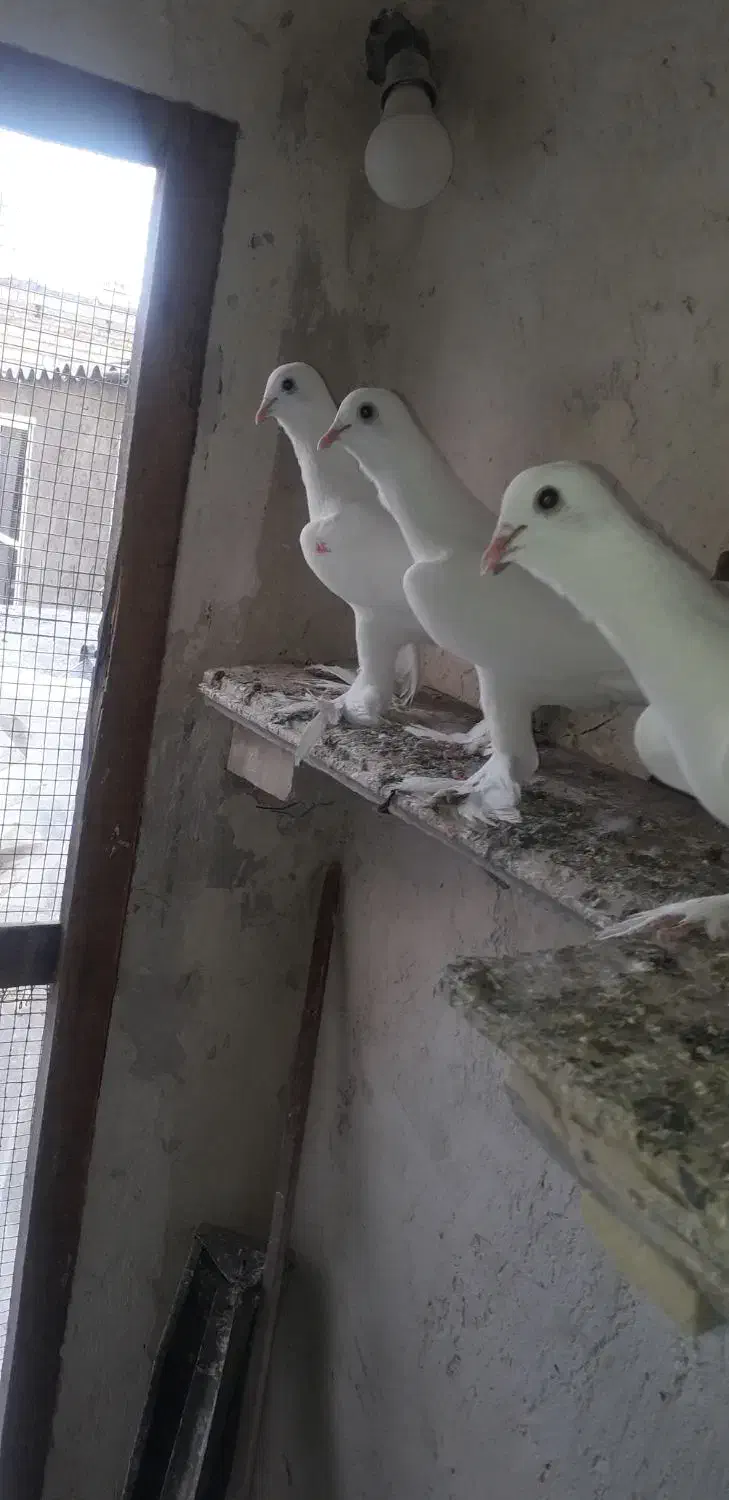 کبوتر|پرنده|تبریز, |دیوار