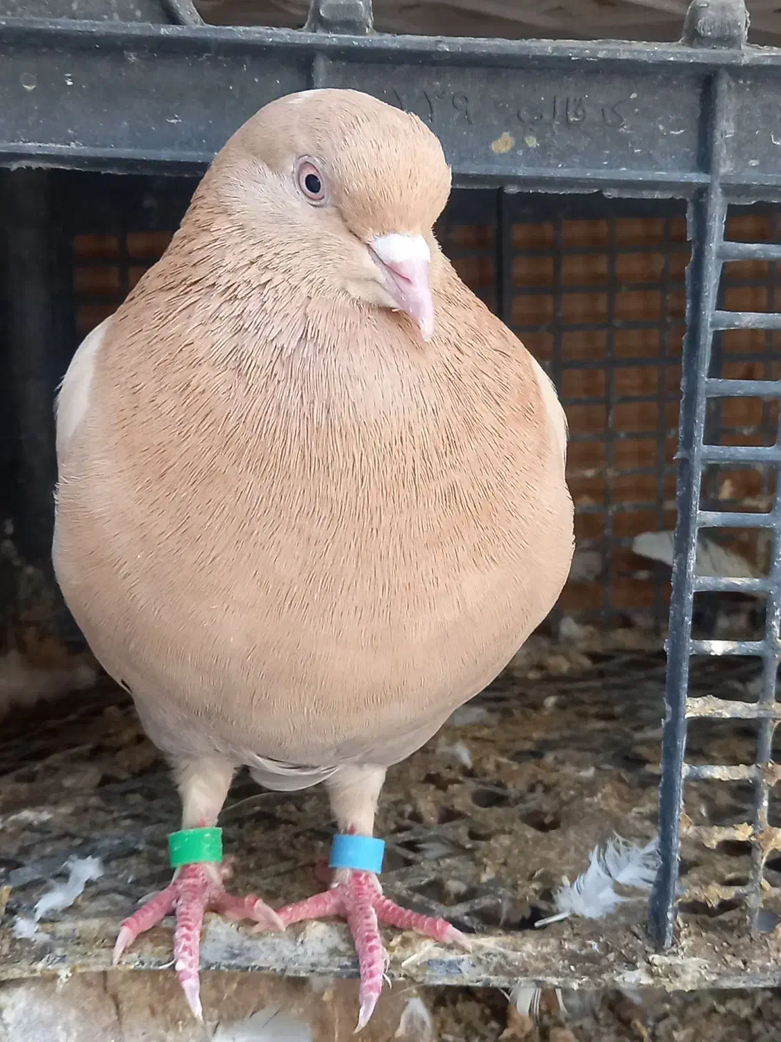 تعدادی کفترپرشی|پرنده|هرسین, |دیوار