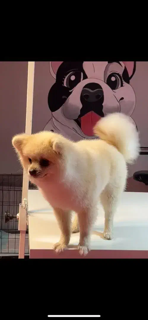 سگ پامر انین یک ساله گم شده|حیوانات|بجنورد, |دیوار