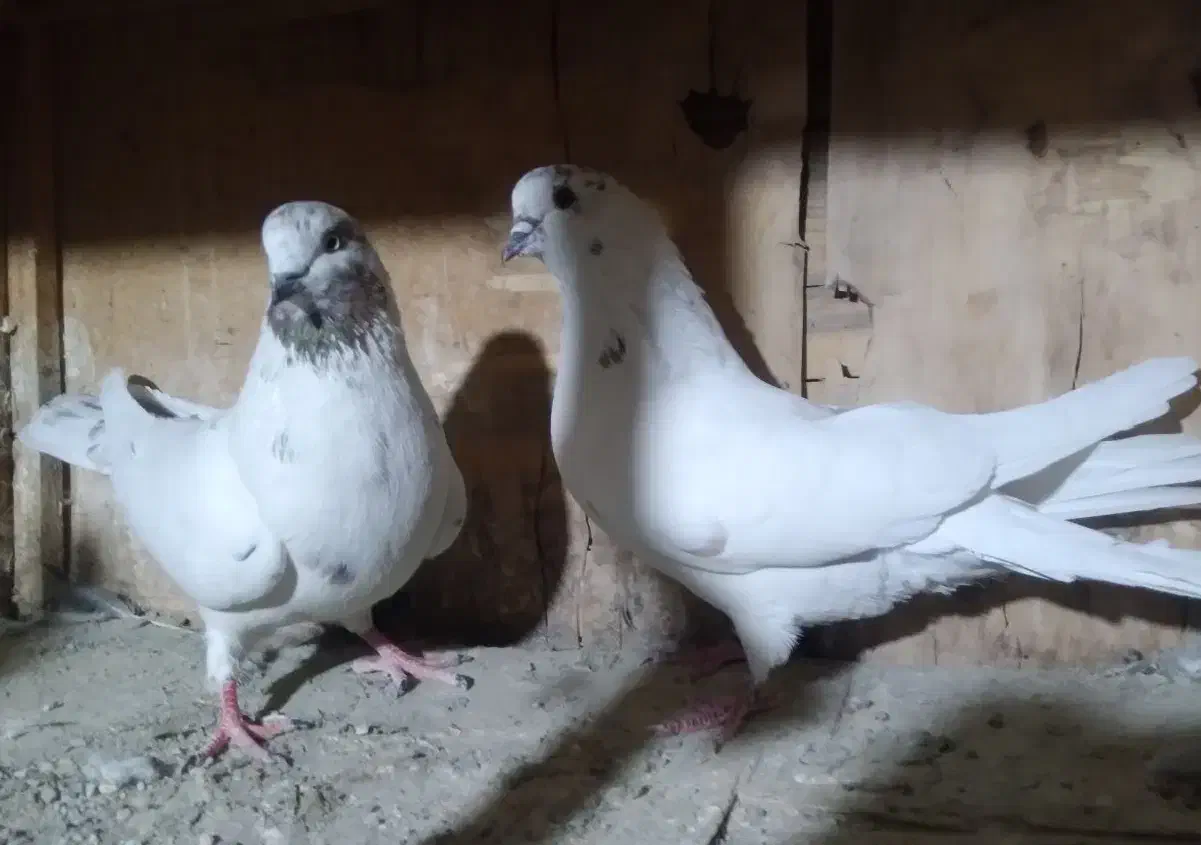 کفتر پرشی همه غریب گیری بلندی|پرنده|رباط‌کریم, شترخوار|دیوار