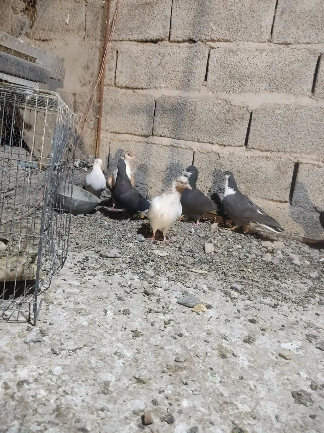 کفتر|پرنده|ماهان, |دیوار