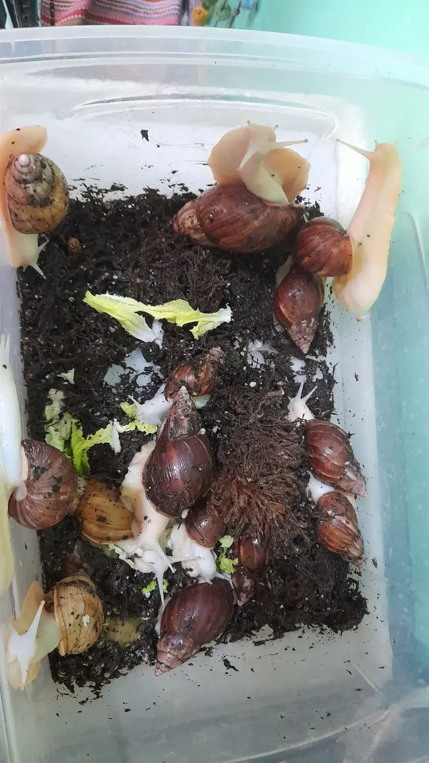 حلزون های مخصوص پوست صورت|خزنده|رامهرمز, |دیوار