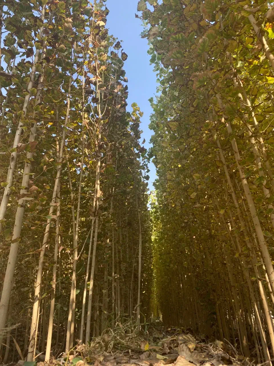 نهالستان صنوبر|خدمات باغبانی و درختکاری|شوط, |دیوار