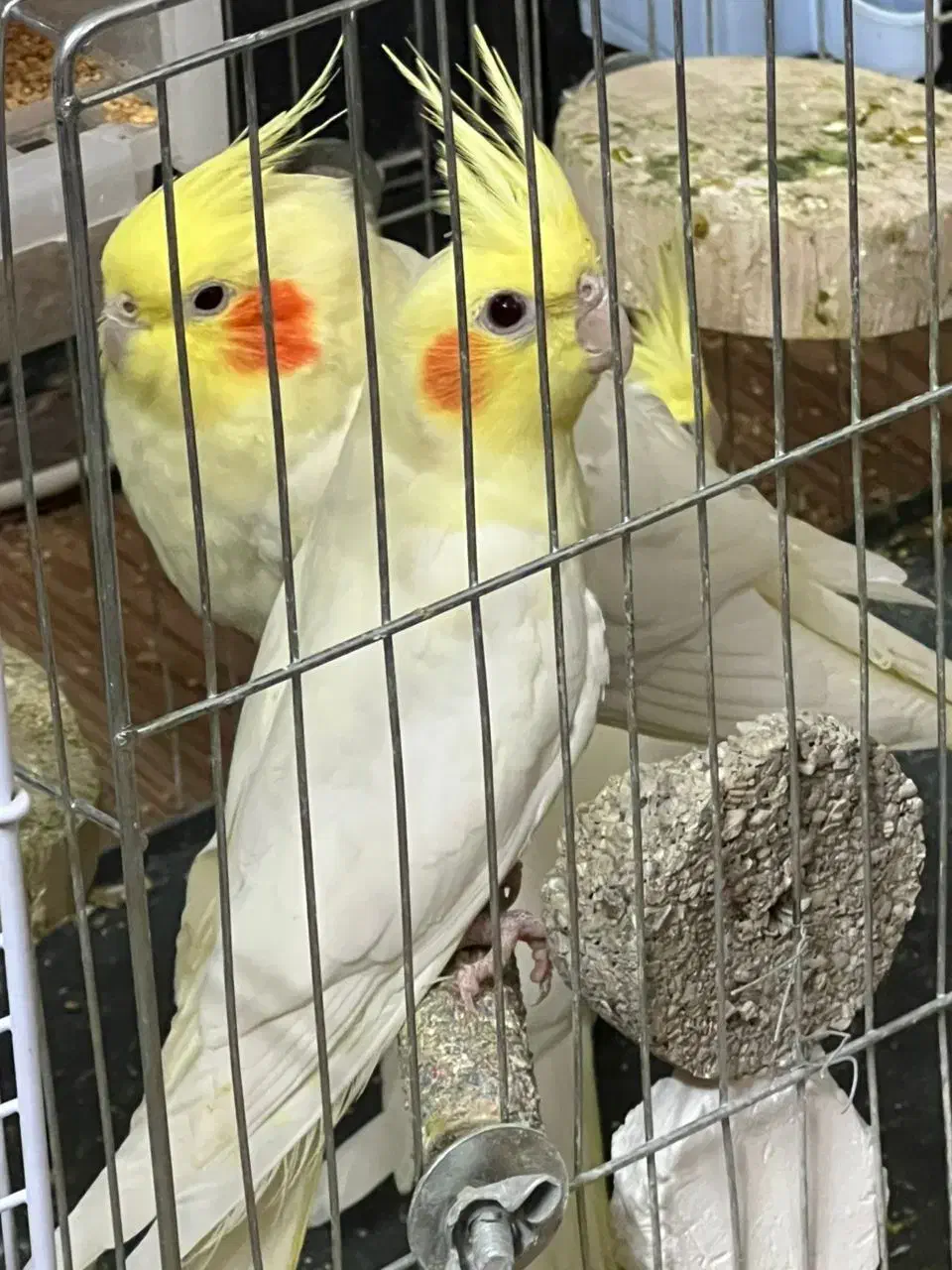 عروس هلندی لوتینو|پرنده|اصفهان, خواجو|دیوار