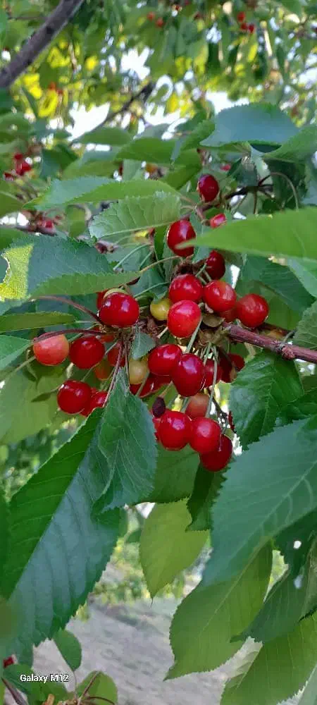 باغ زمین با الاچیق|فروش زمین و ملک کلنگی|فارسان, |دیوار