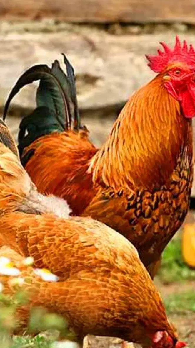 تعدادی مرغ و خروس بفروش میرسد|حیوانات مزرعه|ایوانکی, |دیوار