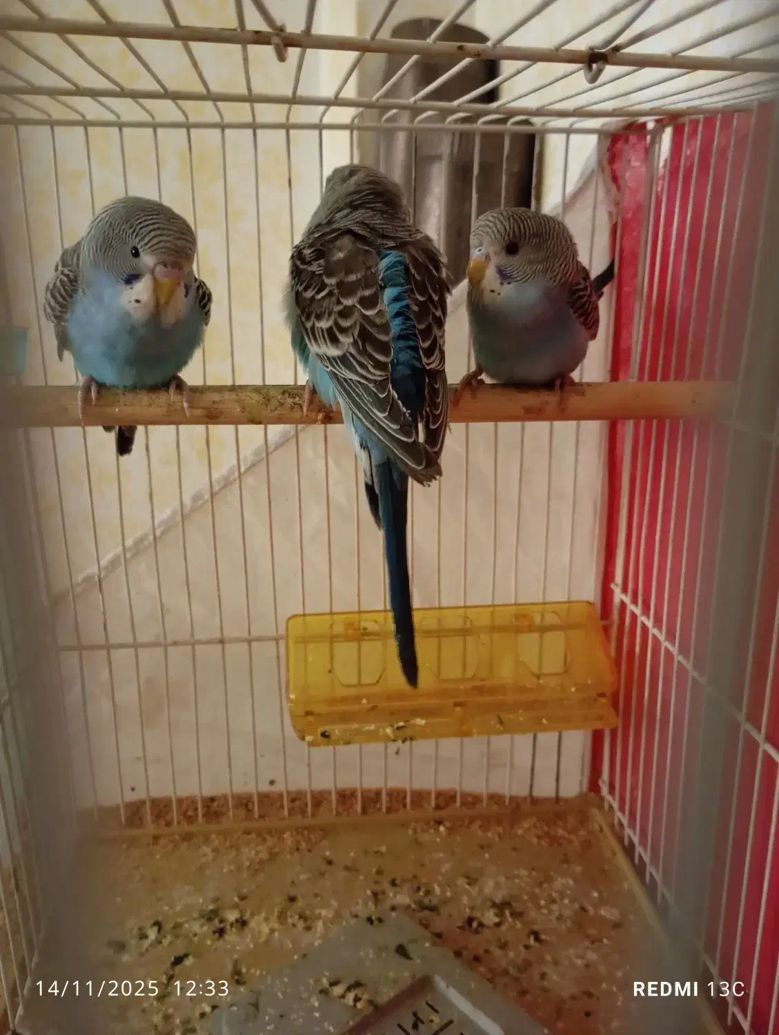 مرغ عشق|پرنده|مشهد, مهدی آباد (بلوار توس)|دیوار