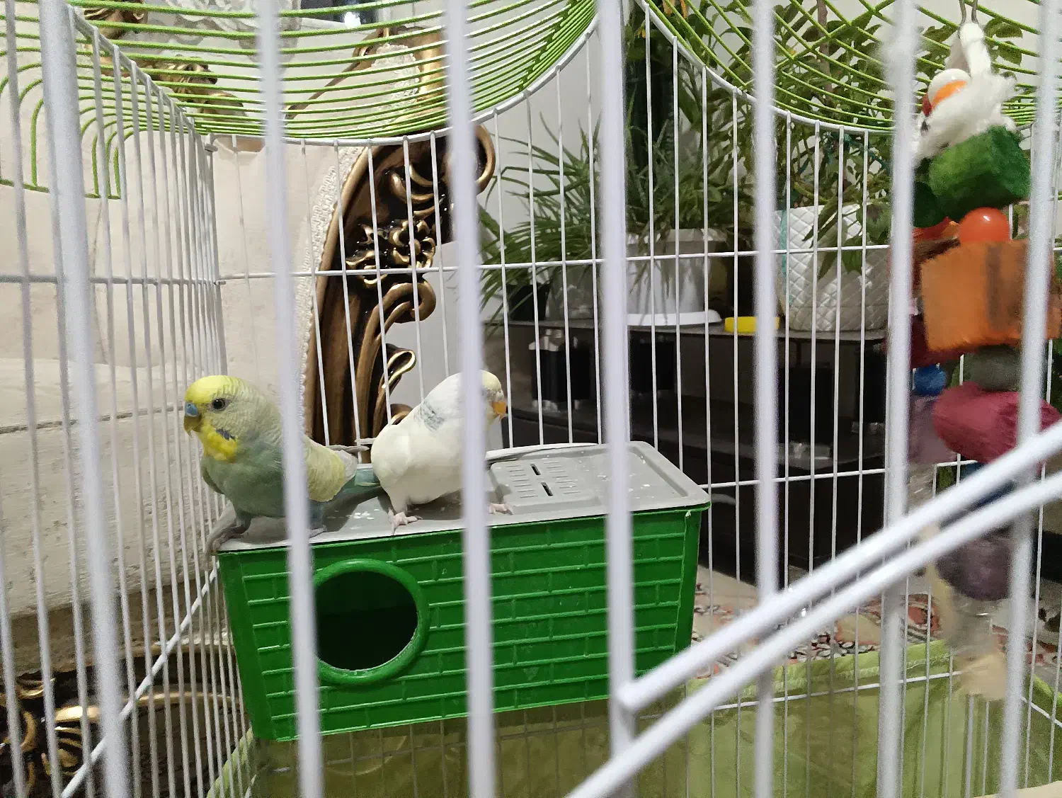 مرغ عشق|پرنده|دماوند, مسکن مهر گیلاوند|دیوار