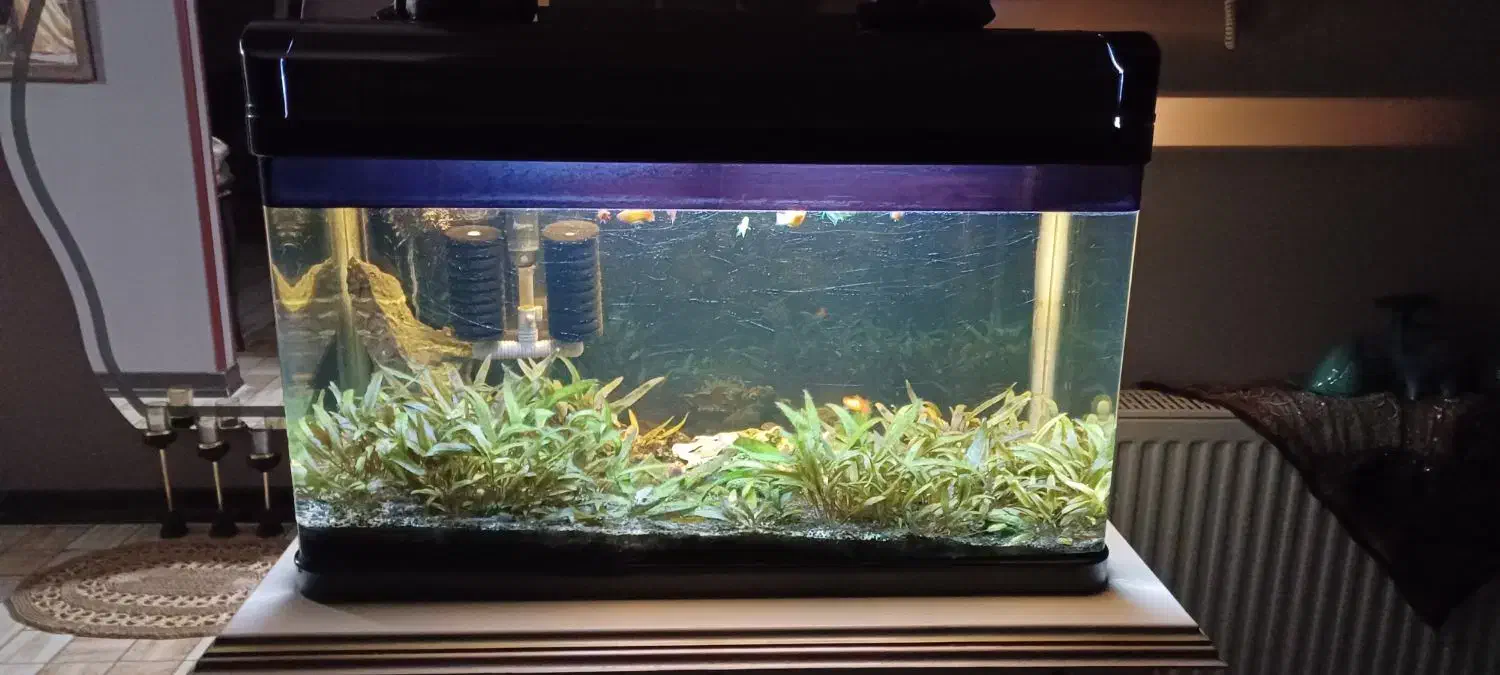 آکواریوم درب دار شیشه خم|ماهی|صدرا-فارس, فاز ۱|دیوار