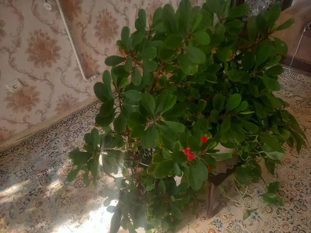 گل پتوس و تاج خروس|گل و گیاه طبیعی|تهران, شهرک زینبیه|دیوار