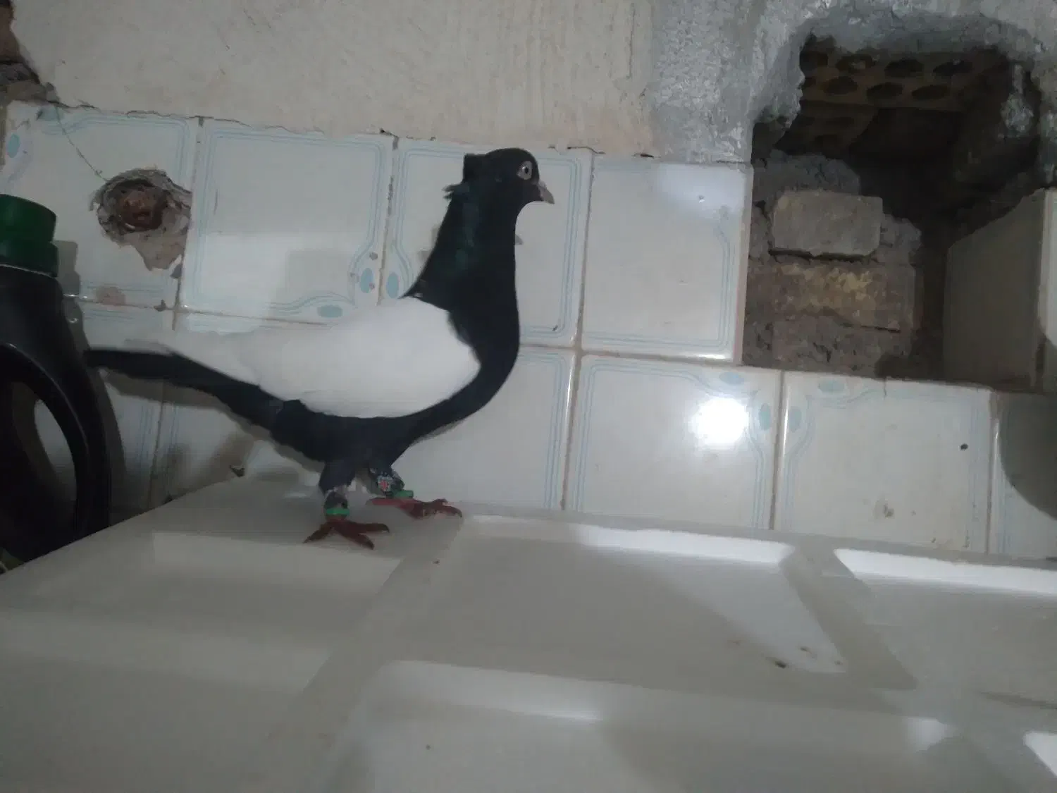 نرو ماده سینه سیاه و قهوه ای درجه یک|پرنده|اندیمشک, |دیوار