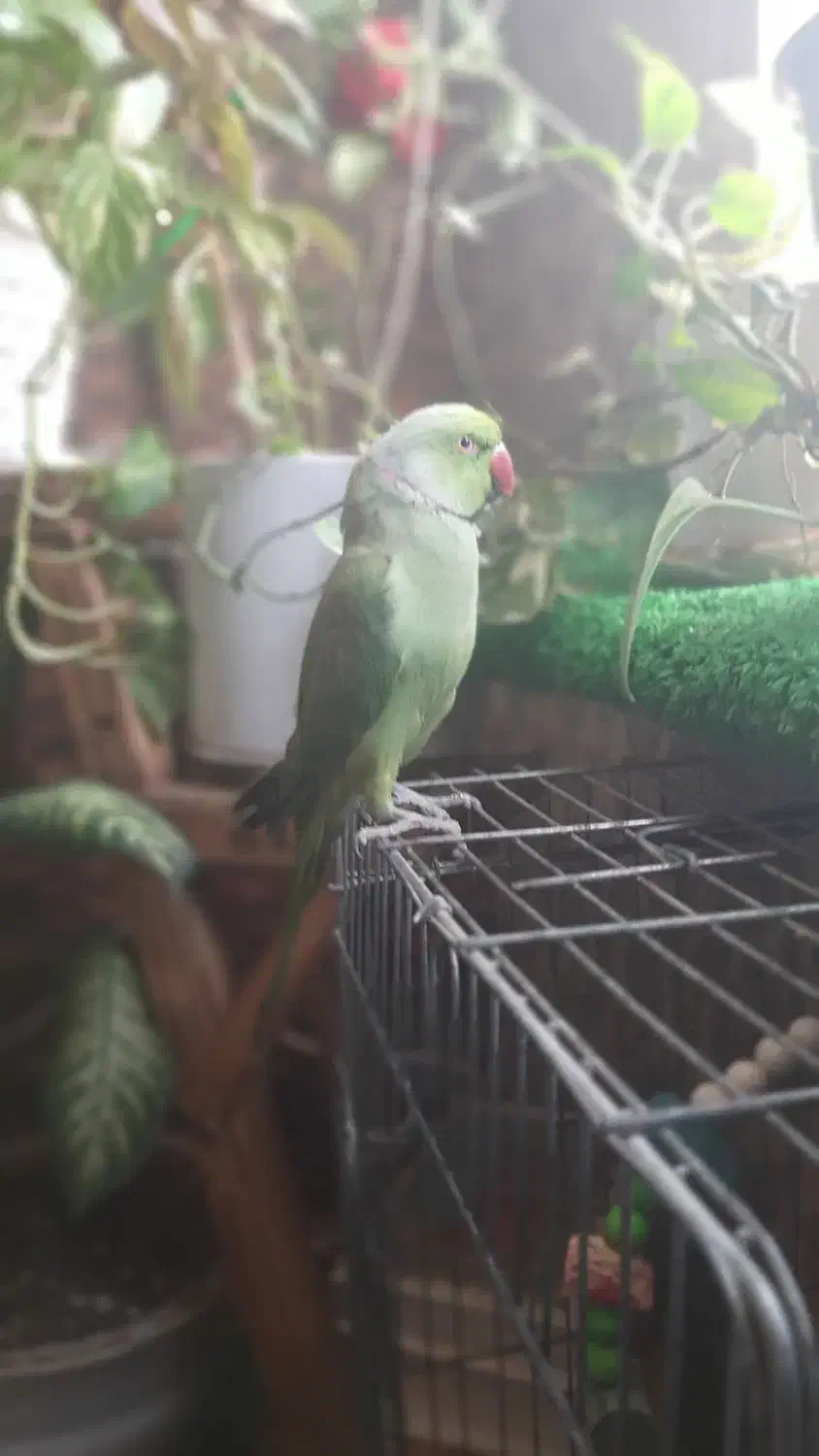 طوطی گمشده|حیوانات|بندر امام خمینی, |دیوار