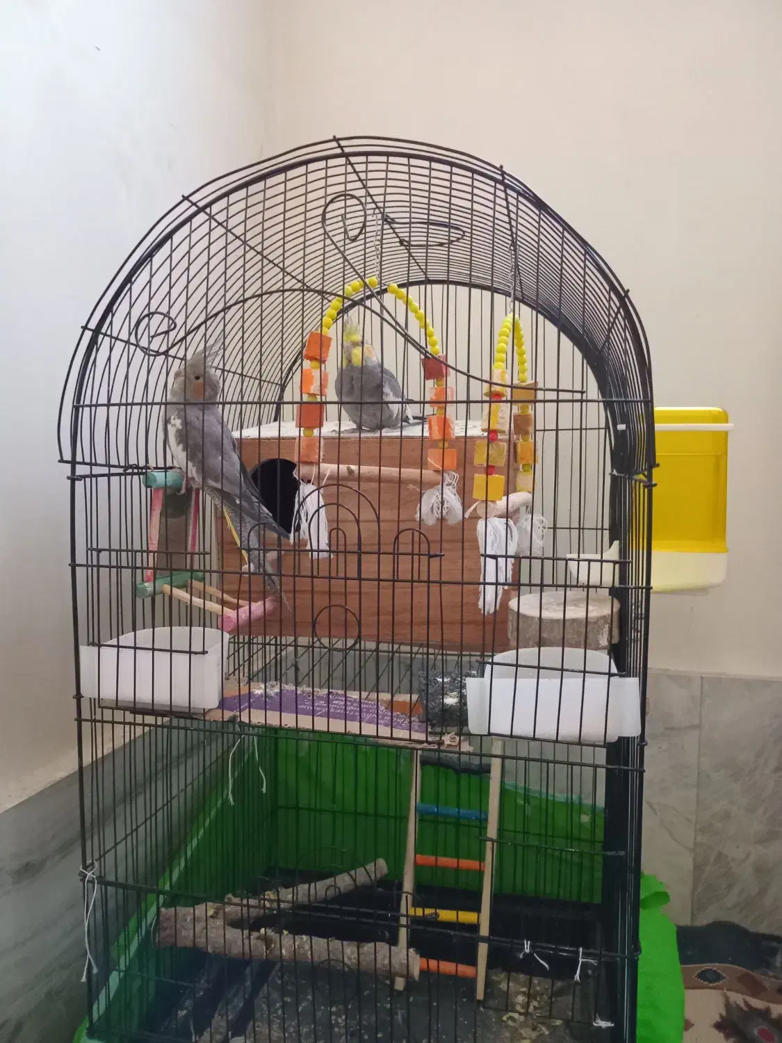 عروس هلندی|پرنده|نسیمشهر, |دیوار