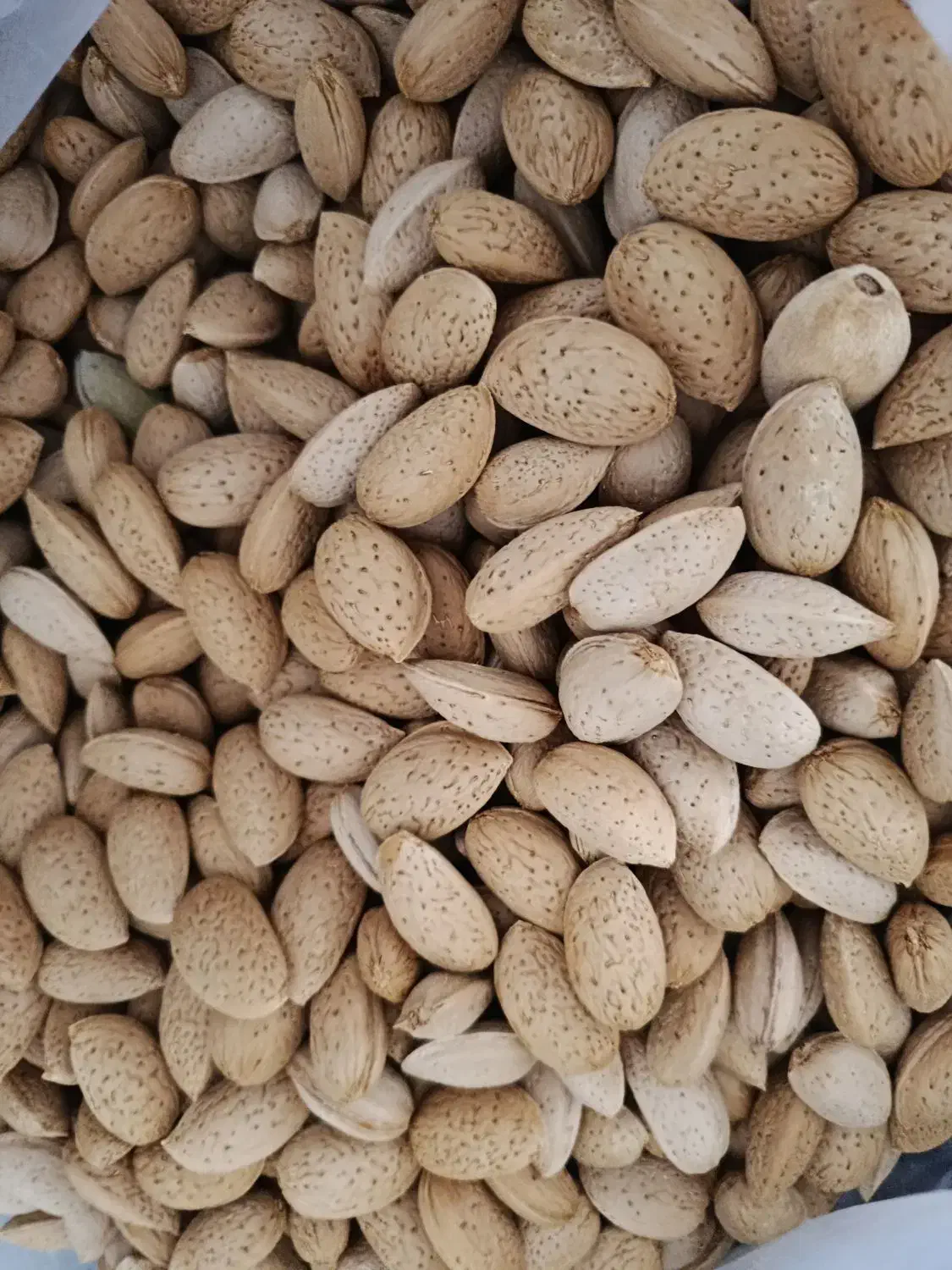 بادام نیمه کاغذی و سنگی|خوردنی و آشامیدنی|ماکو, |دیوار