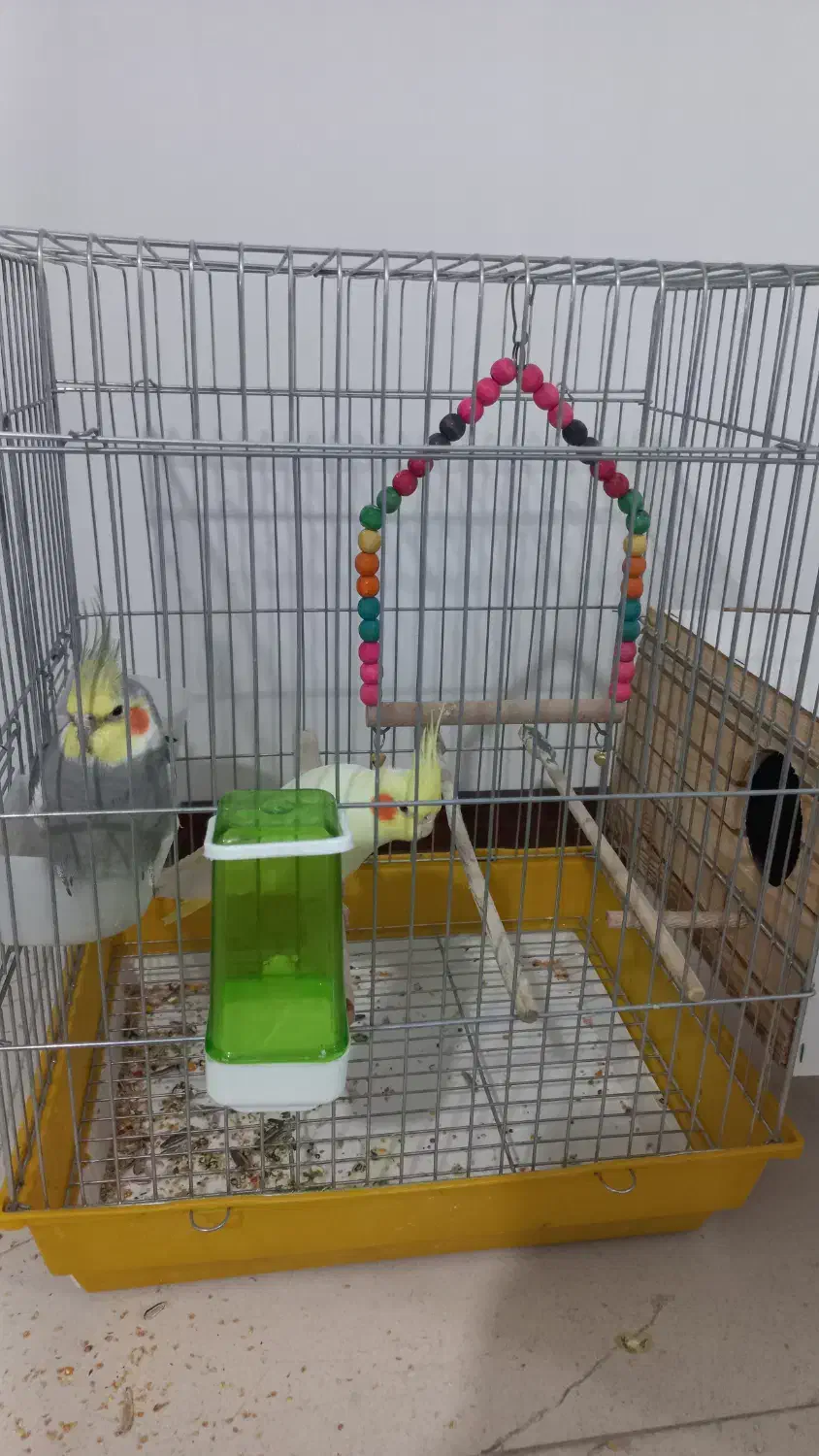 عروس هلندی|پرنده|قدس, شهر‌قدس|دیوار