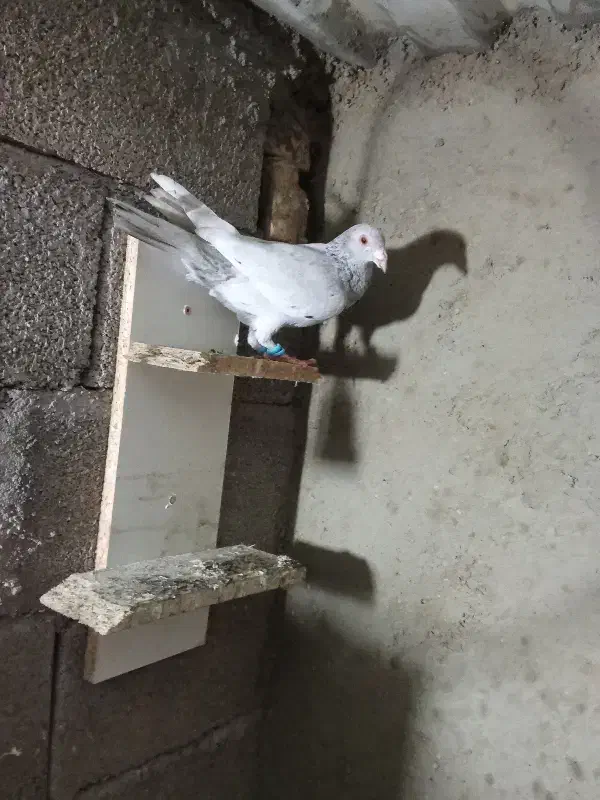 کوهی گرفتنی نر|پرنده|شوشتر, |دیوار