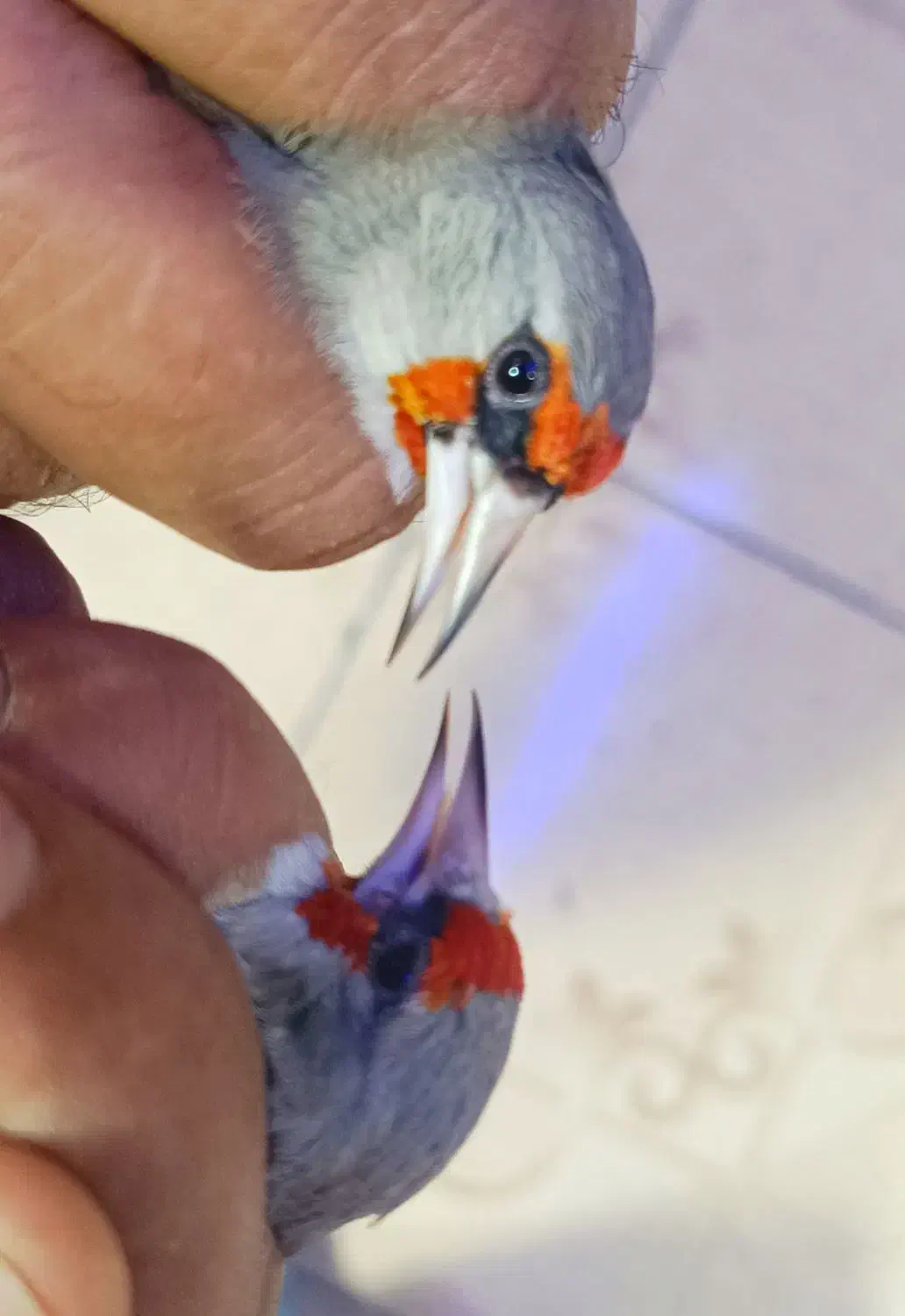 سهره سر سیاه و کرمونی|پرنده|شیراز, گل سرخ|دیوار