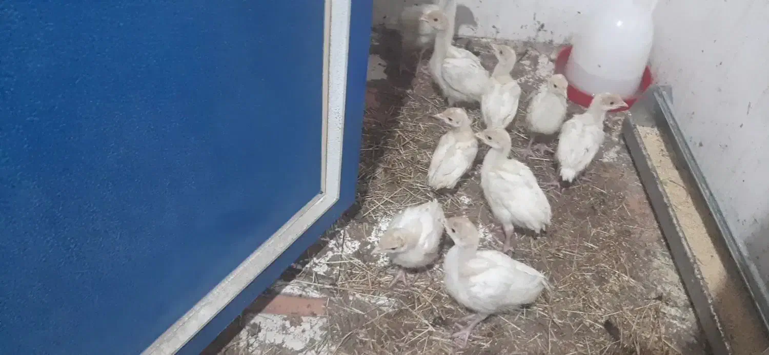 مرغ با۱۸ جوجه بوقلمون|حیوانات مزرعه|دزفول, |دیوار