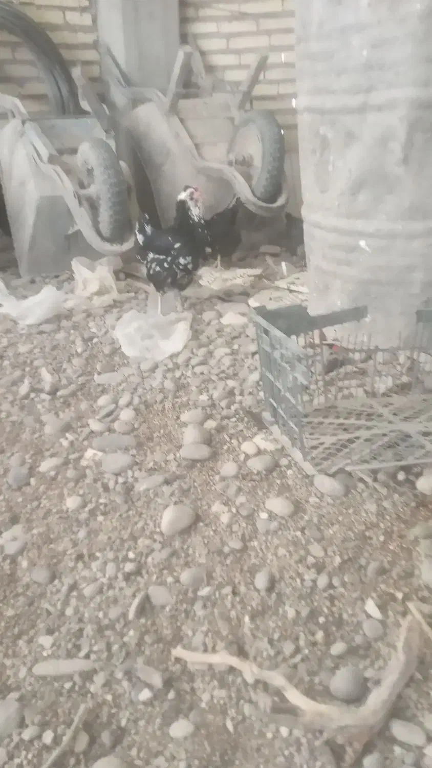 تخم مرغ گلین|حیوانات مزرعه|دزفول, |دیوار