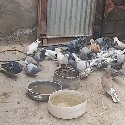 کفتر|پرنده|قنوات, |دیوار