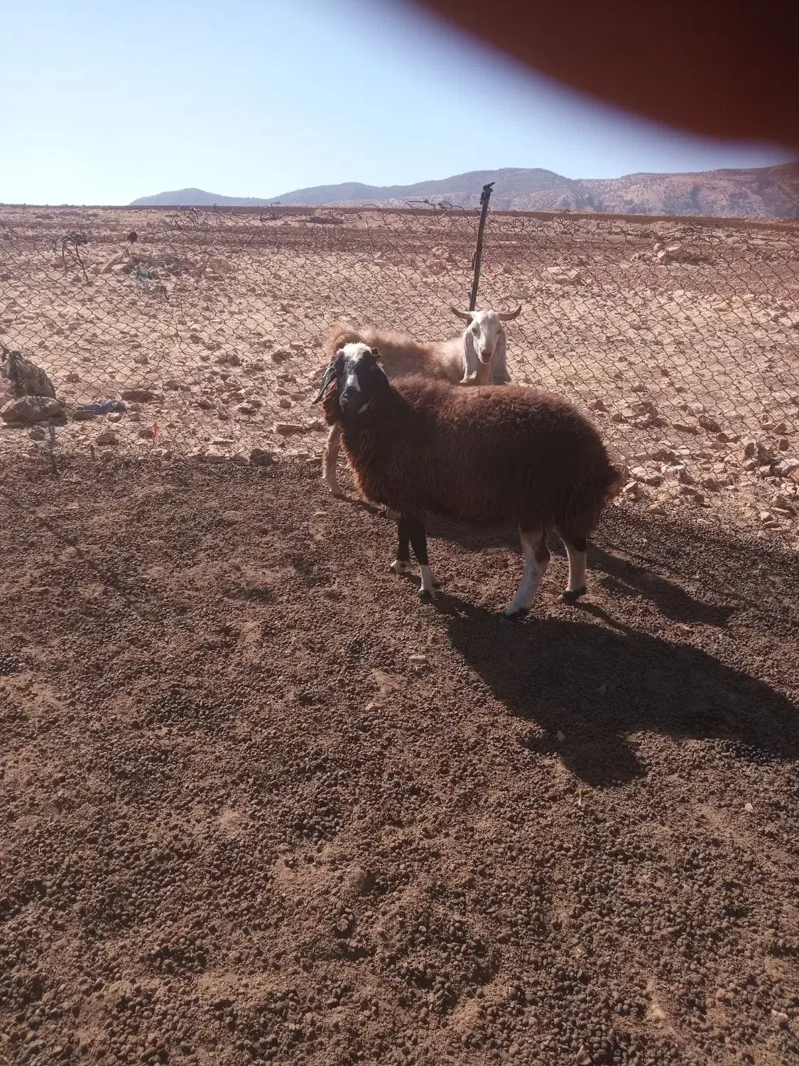 گوسفند|حیوانات مزرعه|دالاهو, |دیوار