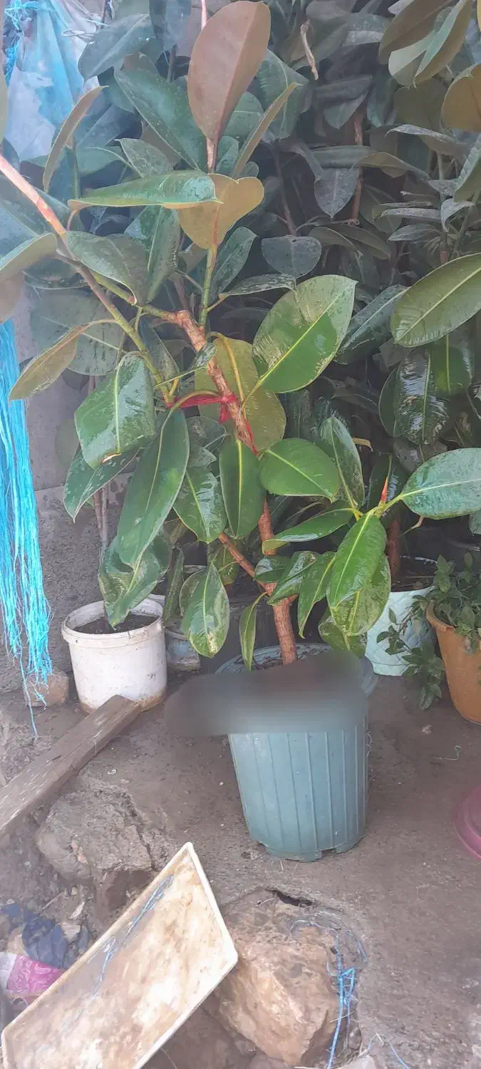 گل طبیعی|گل و گیاه طبیعی|چناران, |دیوار