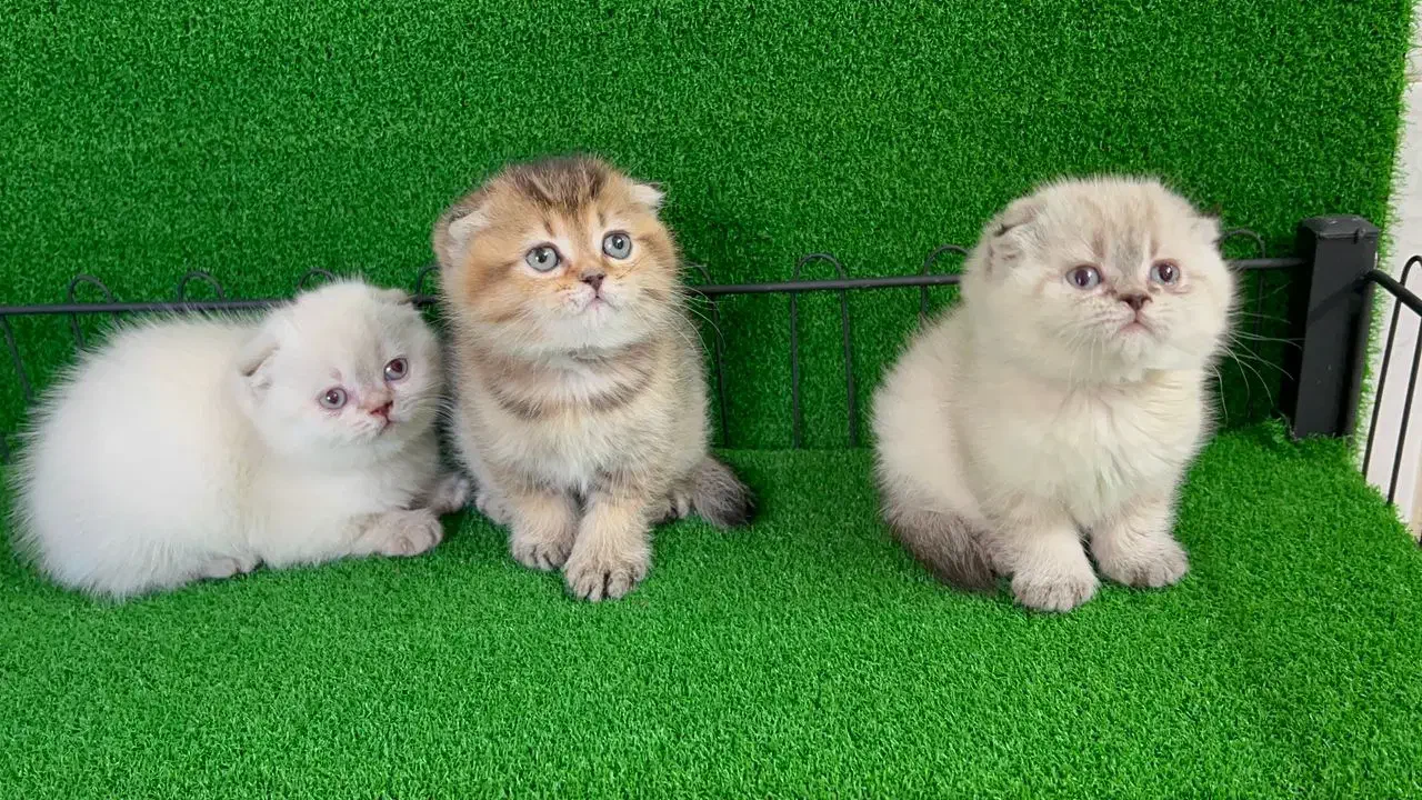 گربه اسکاتیش و بریتیش|گربه|گرگان, |دیوار